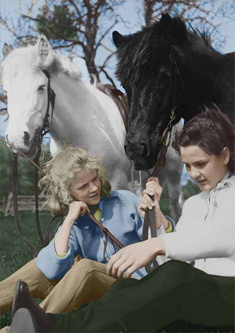 Kutsche fahren lernen